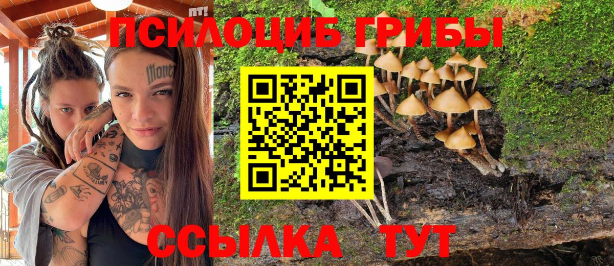 Галлюциногенные грибы Psilocybe Обь